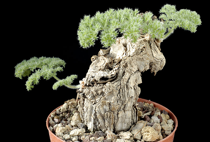 Pelargonium triste H. Cm. 14 € 36,00.jpg